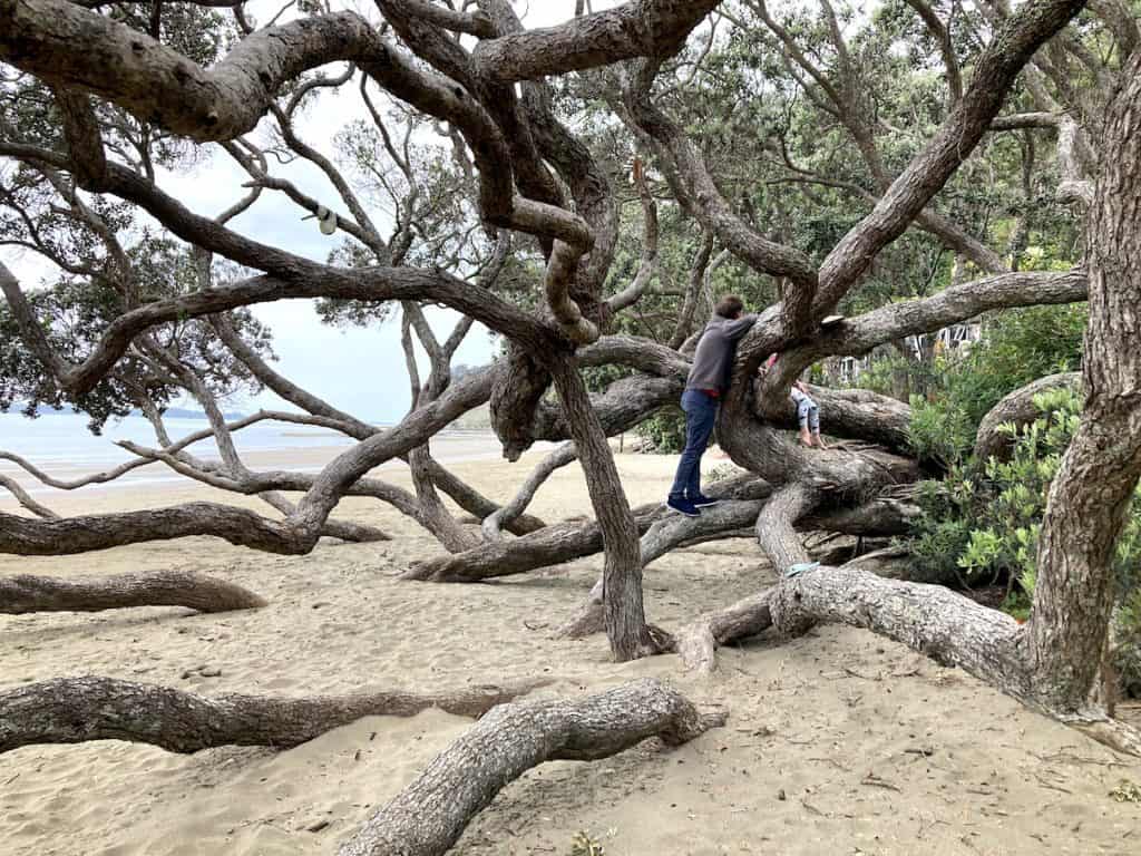 Tree_climbing_family_sprawling_branches_on_beach