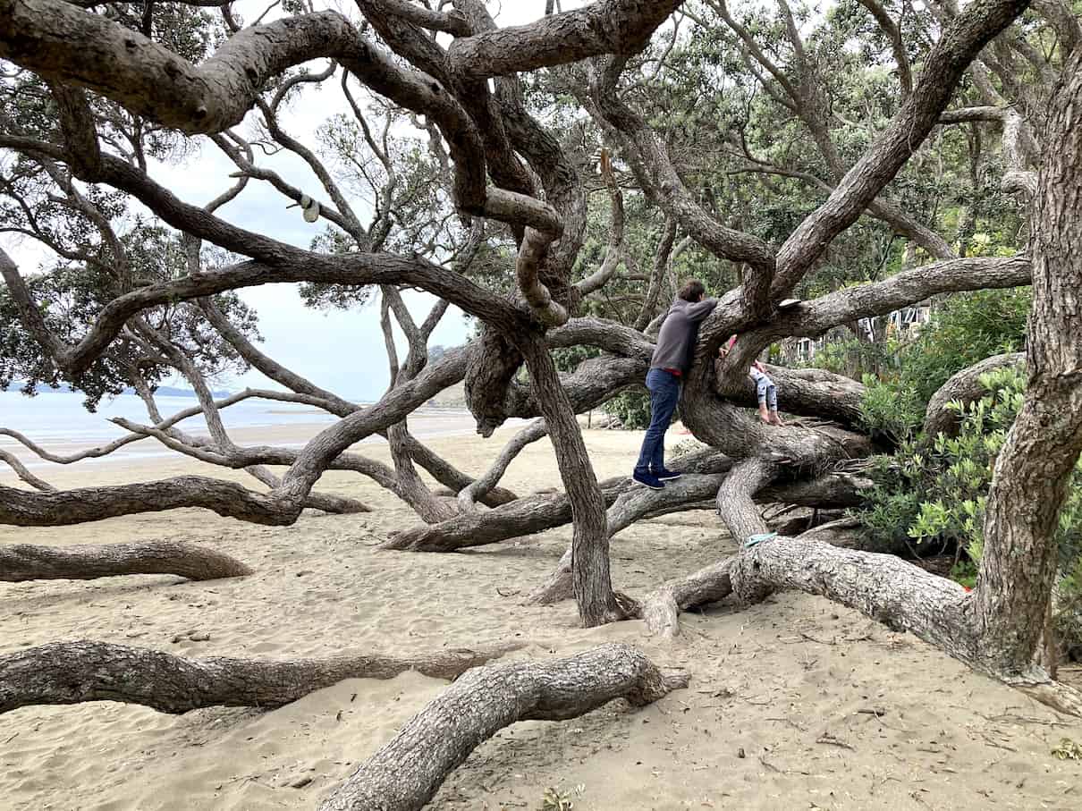 Tree climbing benefits for children. - Not So Perfect Parenting